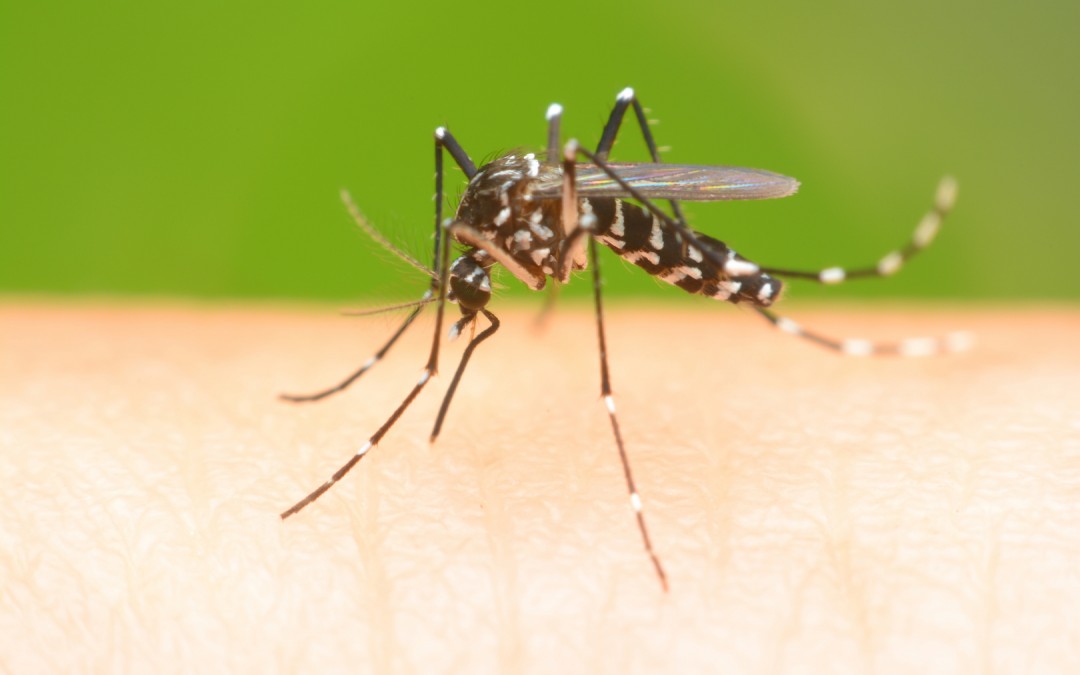 Keeping Mosquitoes Out of Your Backyard