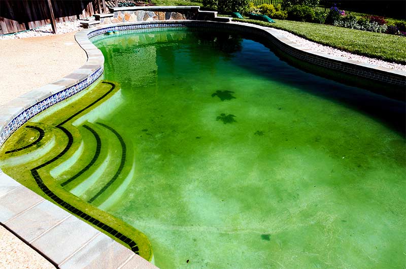 Algae In Your Pool… How to Prevent It, How To Remove It!