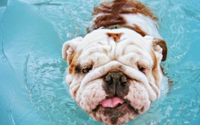 Does your Pool Need a Facelift?