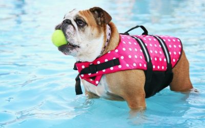 Are Your Pets Safe Around Your Pool?