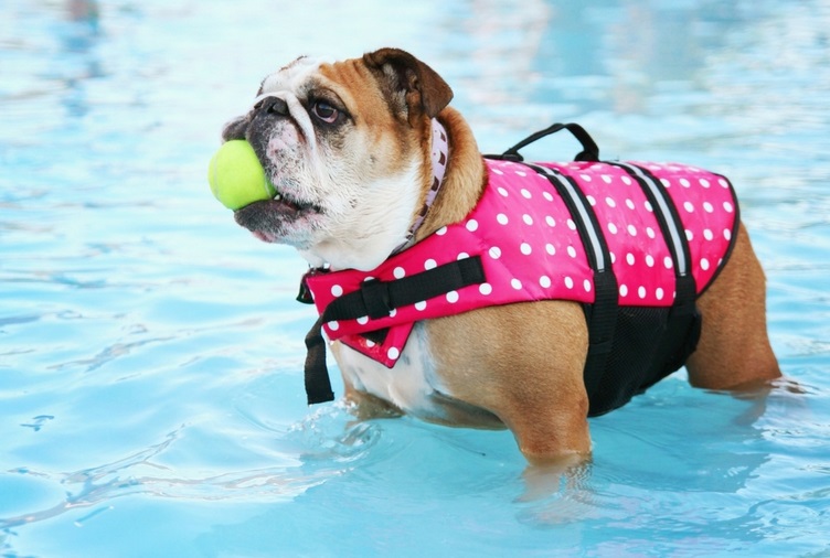 Are Your Pets Safe Around Your Pool?